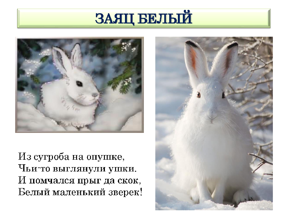Презентация "Лесные жители России"