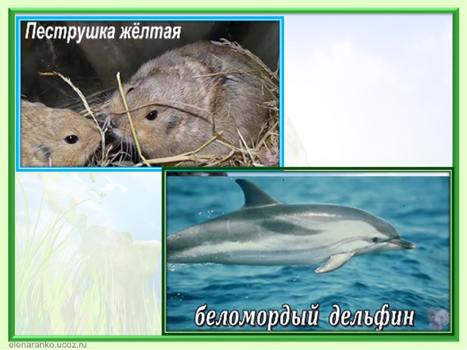 Презентация к конкурсу чтецов " Сохраним природу!"
