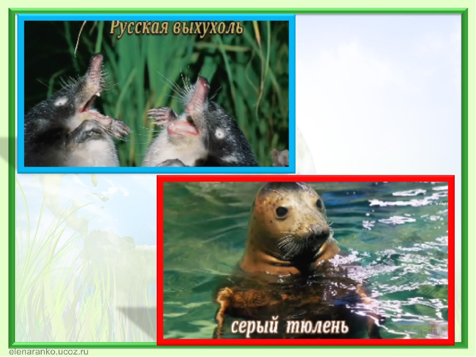 Презентация к конкурсу чтецов " Сохраним природу!"
