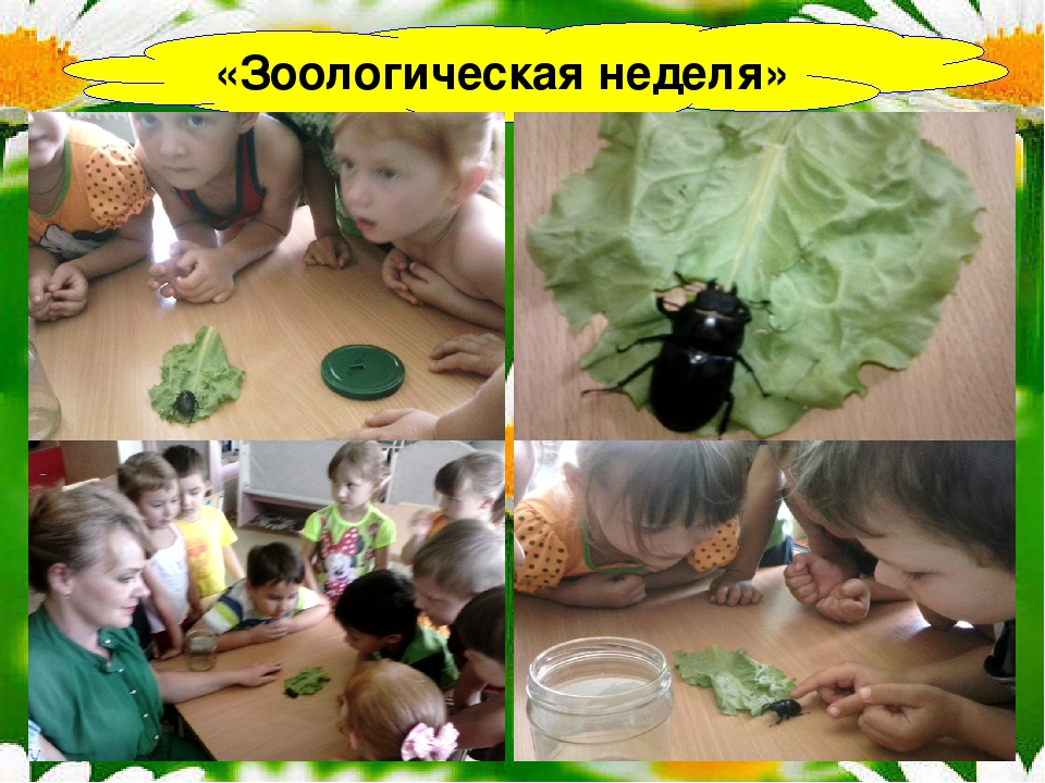 Презентация ЛЕТНЕЙ ОЗДОРОВИТЕЛЬНОЙ КОМПАНИИ В ДОУ "Летний калейдоскоп"