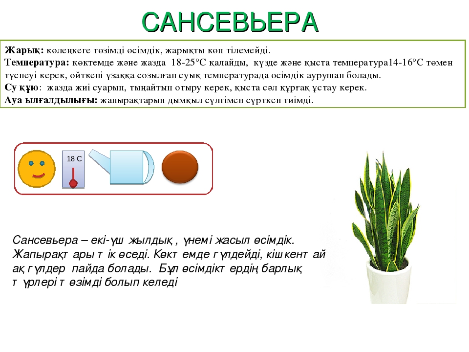Паспорт "Балабақшадағы гүлдер өсімдіктері"
