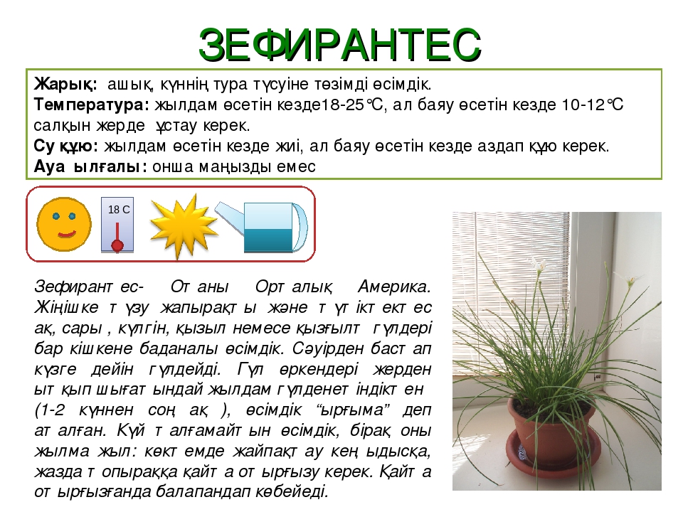 Паспорт "Балабақшадағы гүлдер өсімдіктері"