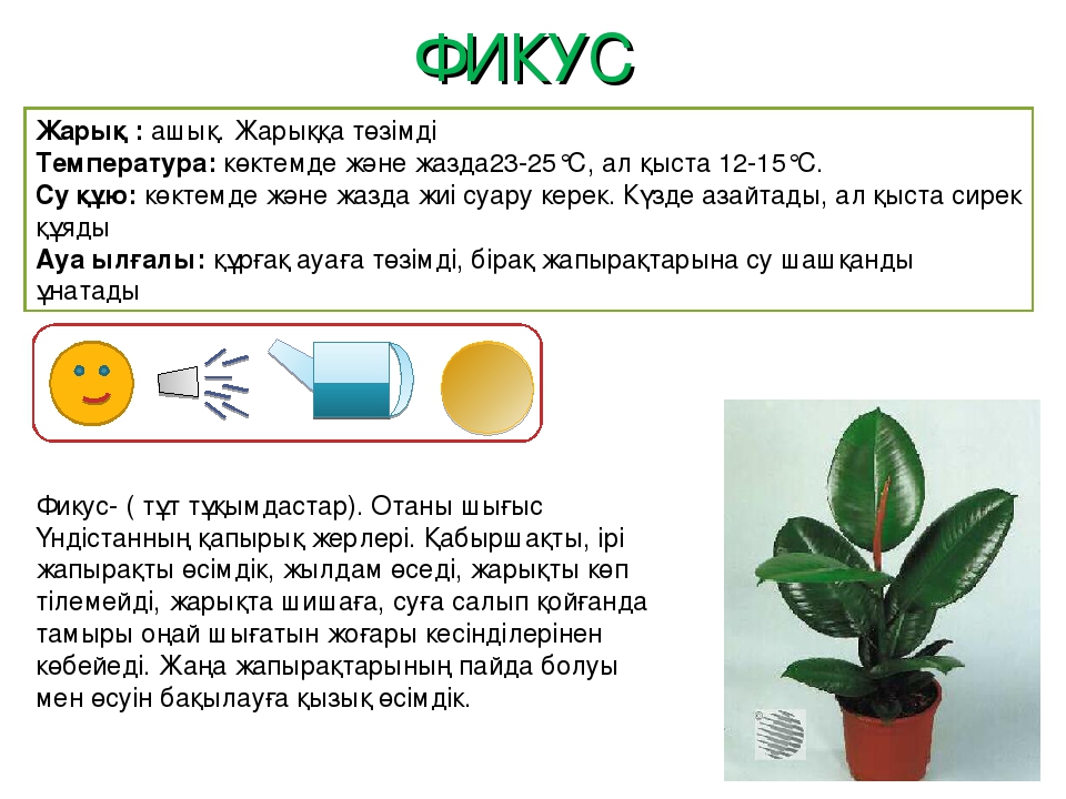 Паспорт "Балабақшадағы гүлдер өсімдіктері"