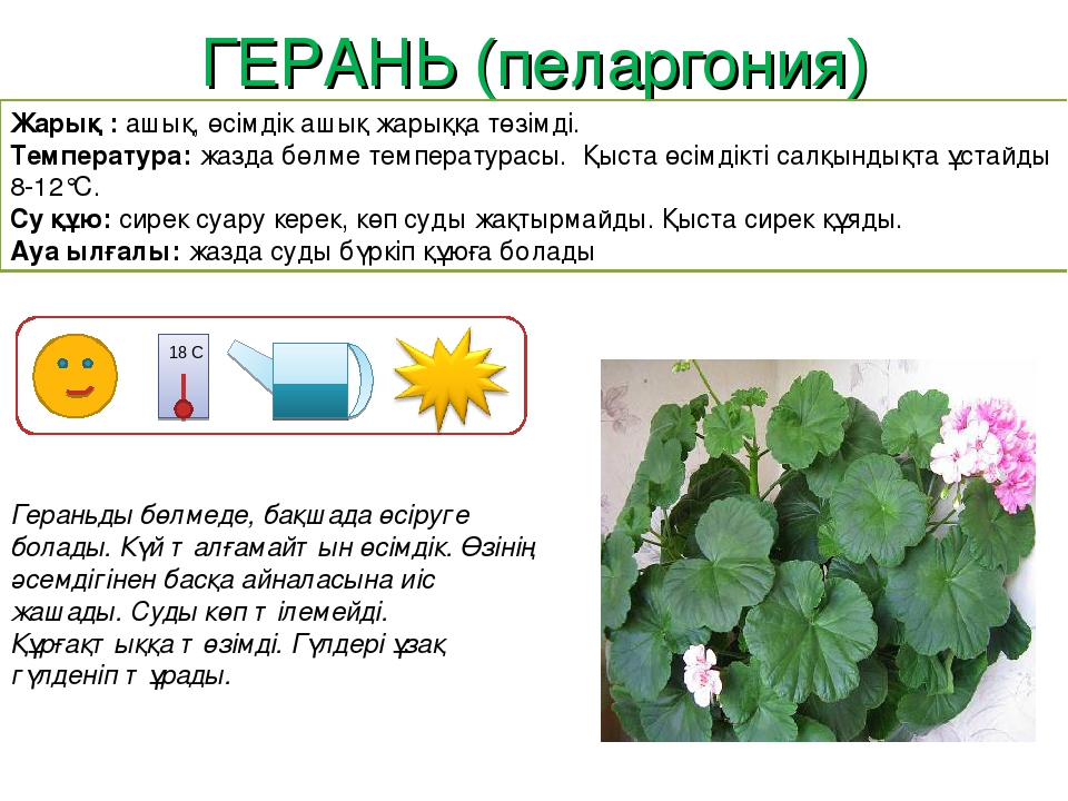 Өсімдіктерді қалай күту қажет жаратылыстану тех карта