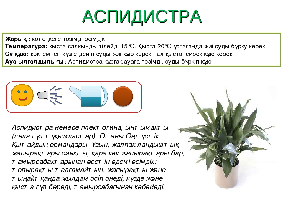 Паспорт "Балабақшадағы гүлдер өсімдіктері"