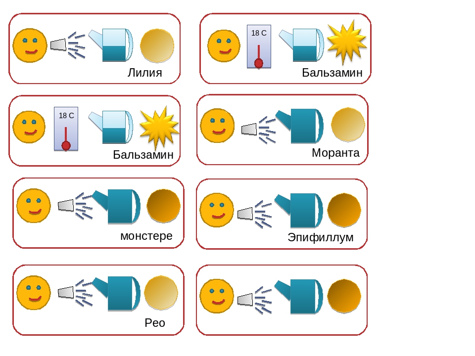 Паспорт "Балабақшадағы гүлдер өсімдіктері"