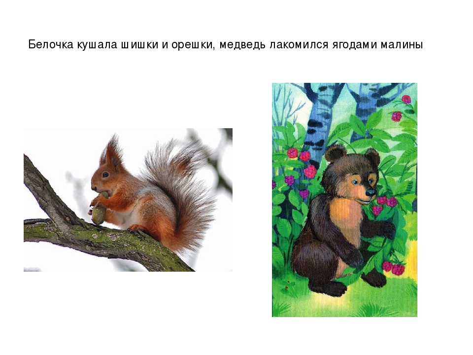 Презентация для детей дошкольного возраста "Где живут звери?"