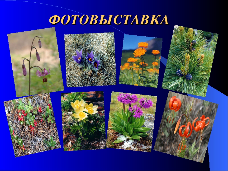 Презентация проекта "Священный Байкал"