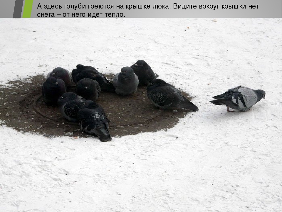 Презентация для детского сада на тему "Наши друзья пернатые"