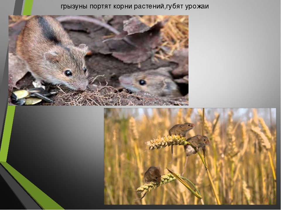 Презентация для детского сада на тему "Наши друзья пернатые"