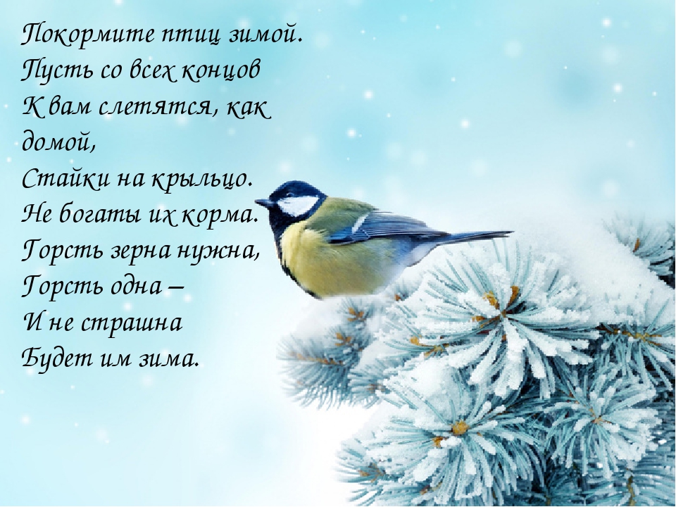 Презентация для детского сада на тему "Наши друзья пернатые"