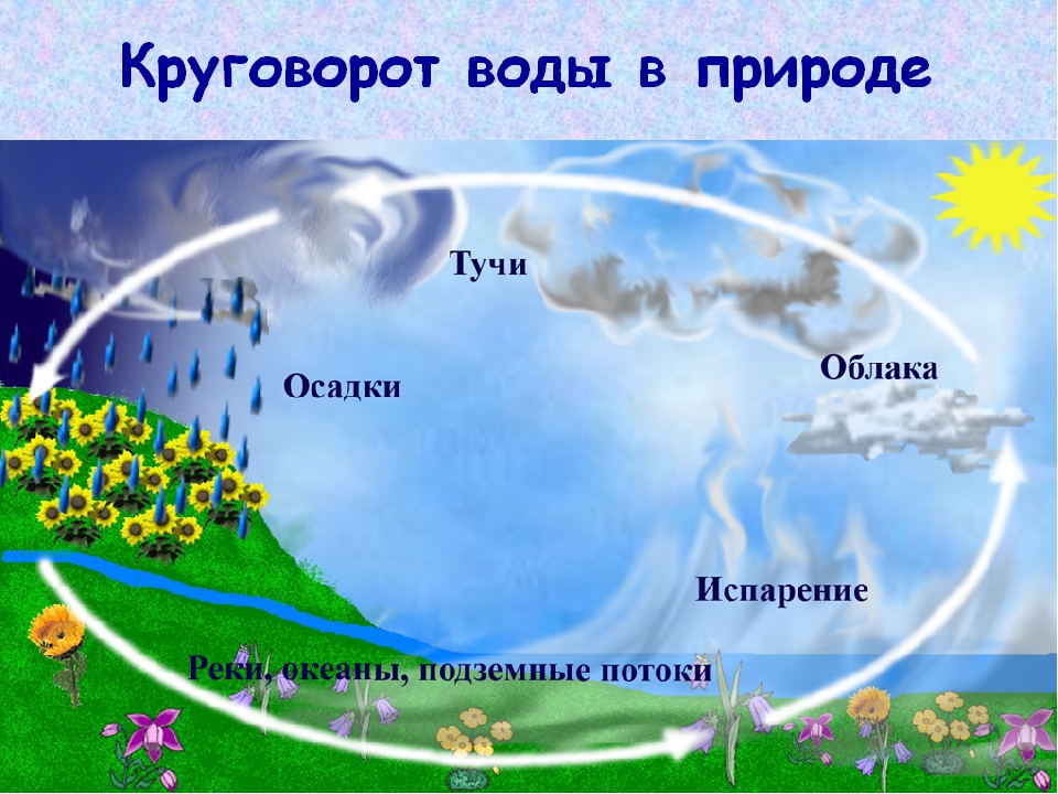 Значение воды в жизни человека и растений