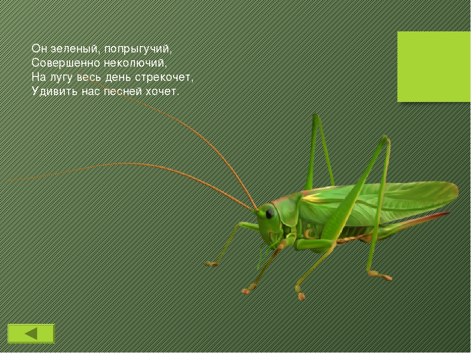 Презентация для детского сада на тему "Викторина Лето"