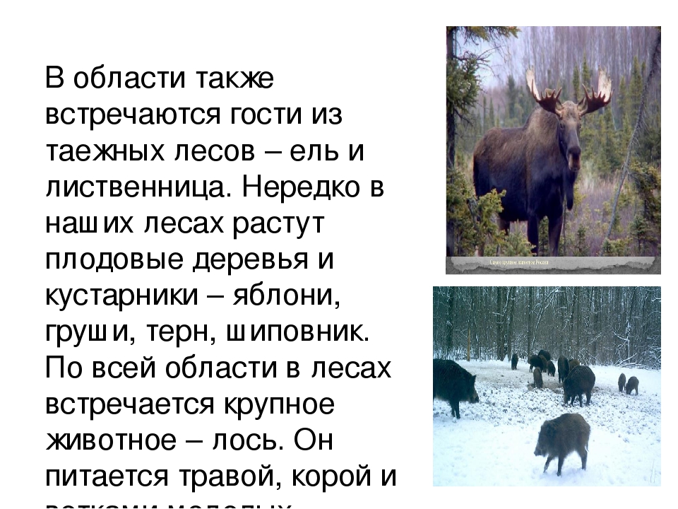 Презентация по патриотическому воспитанию"Край Воронежский"