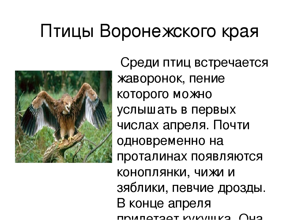 Презентация по патриотическому воспитанию"Край Воронежский"