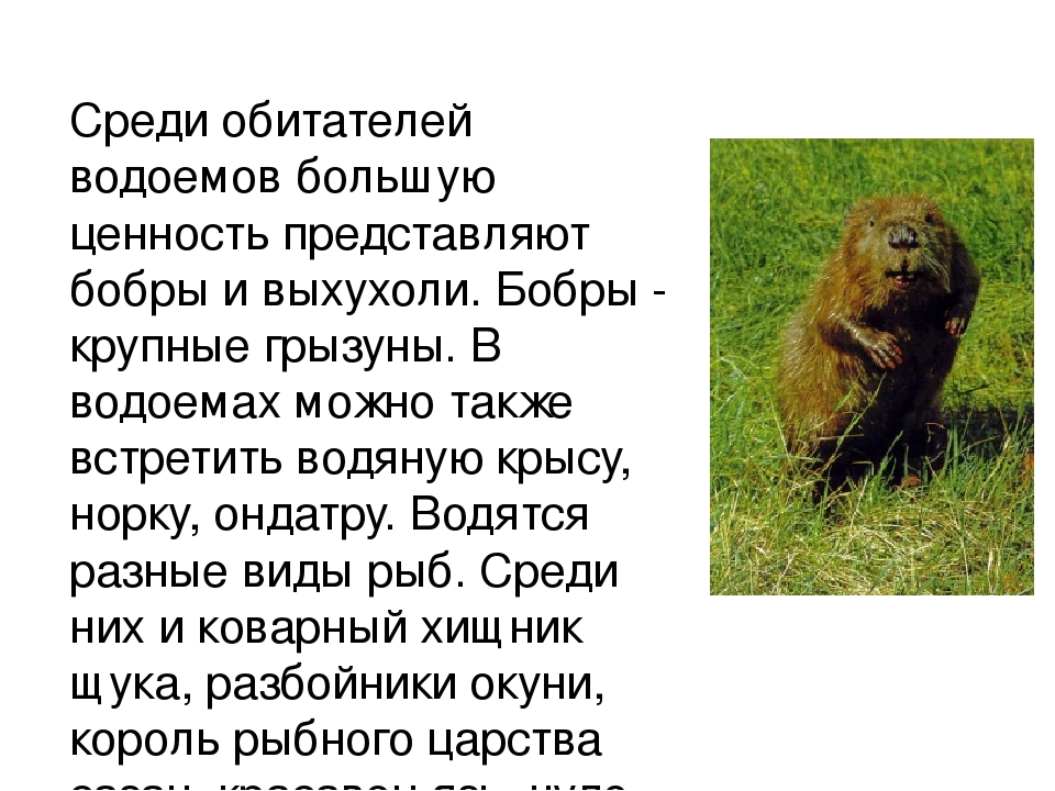 Презентация по патриотическому воспитанию"Край Воронежский"