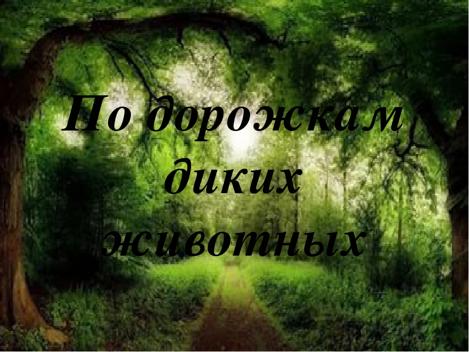 Презентация к конспекту "По дорожкам диких животных"