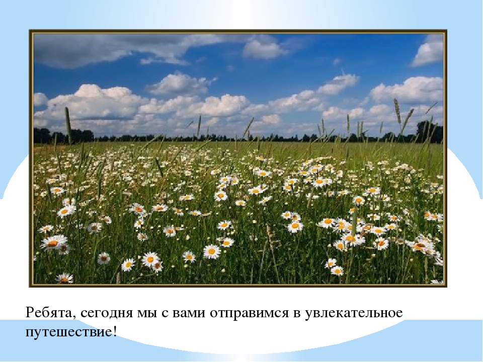 Презентация в средней группе "Насекомые"