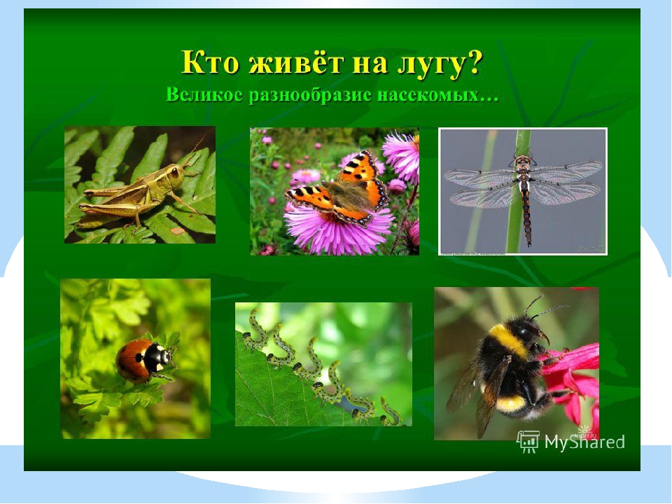 Царство цветов и насекомых. Насекомые Луга. Растения и насекомые Луга. Обитатели лугов. Насекомые и животные Луга.