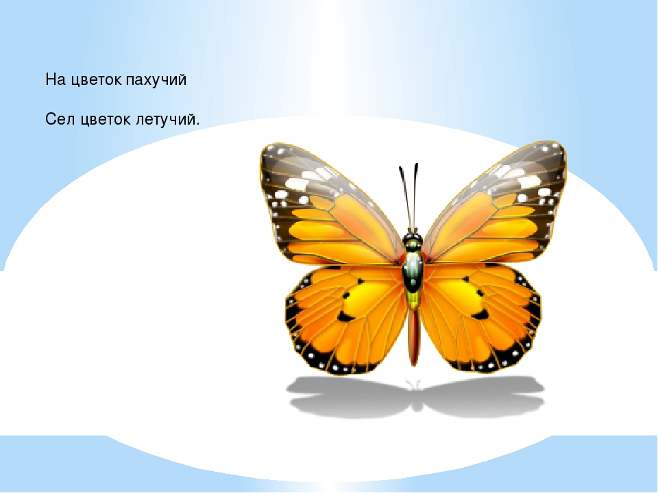 Презентация в средней группе "Насекомые"