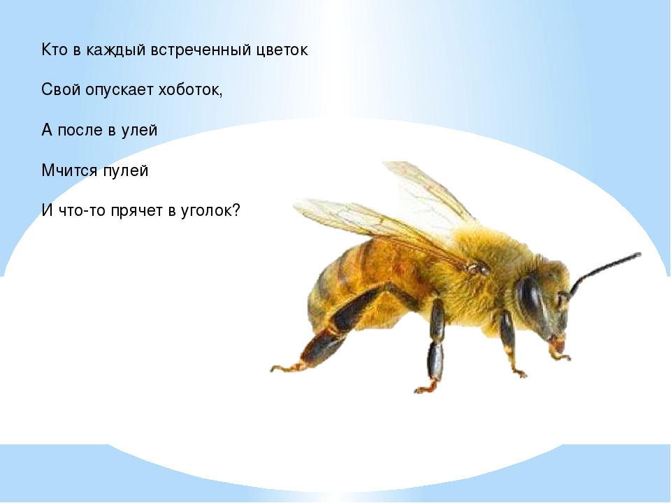 Презентация в средней группе "Насекомые"