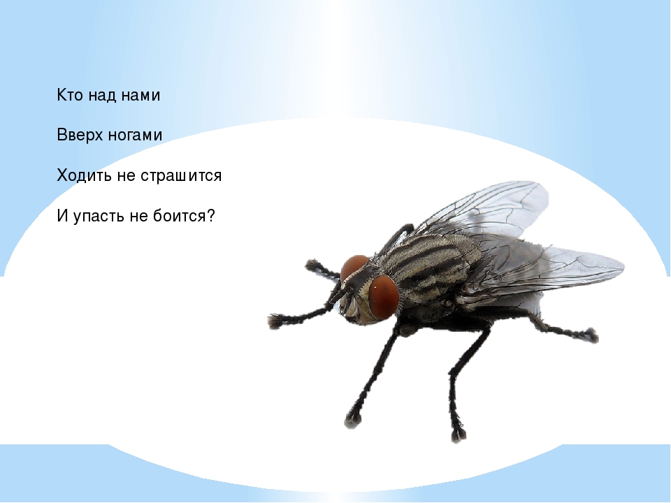 Презентация в средней группе "Насекомые"