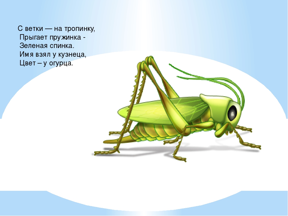 Презентация в средней группе "Насекомые"