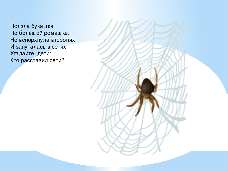 Презентация в средней группе "Насекомые"