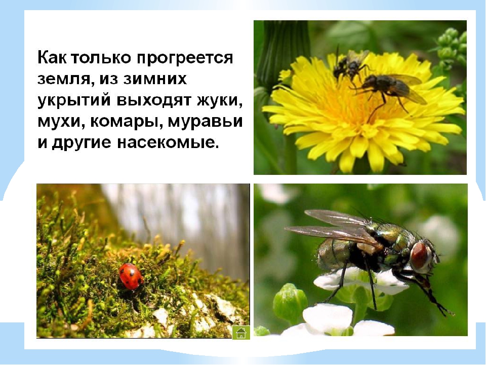 Презентация в средней группе "Насекомые"