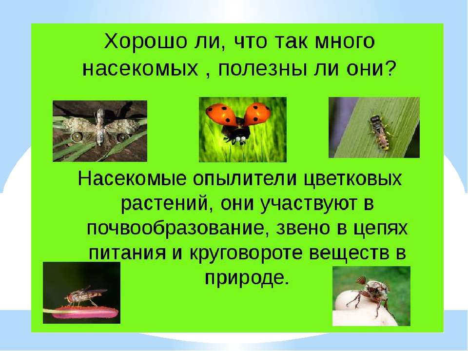 Презентация в средней группе "Насекомые"