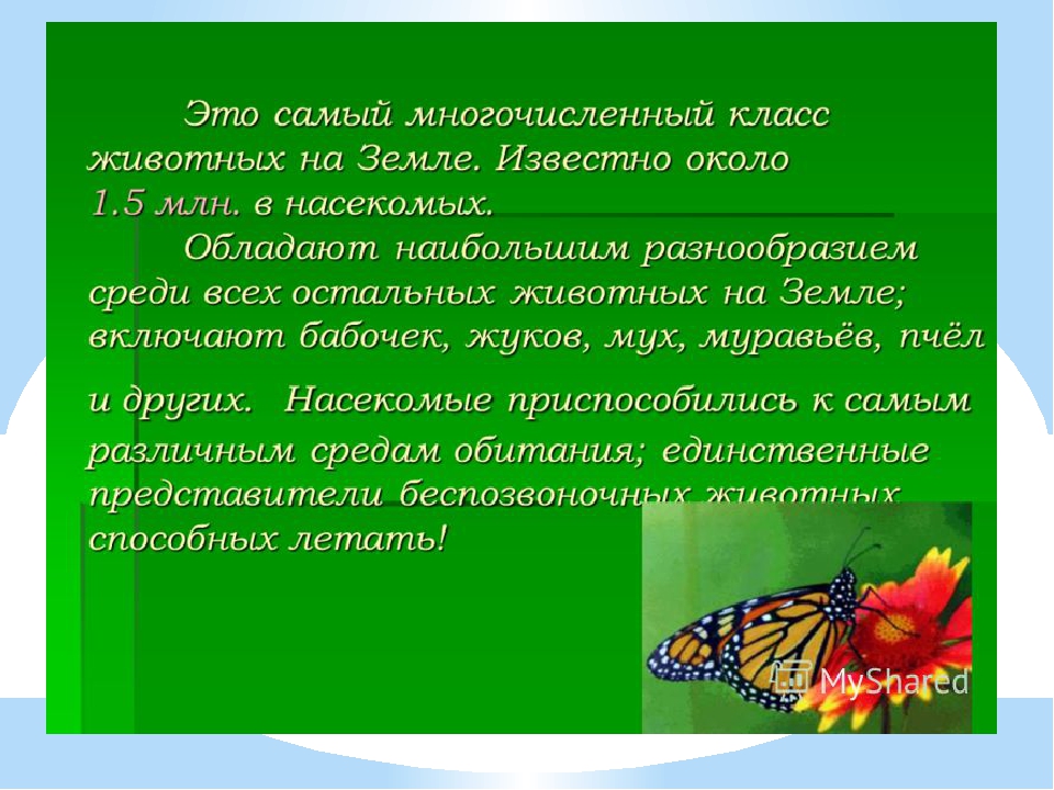 Известно около. Проект насекомые. Презентация на тему насекомые. Проект на тему насекомые. Класс насекомые многообразие.