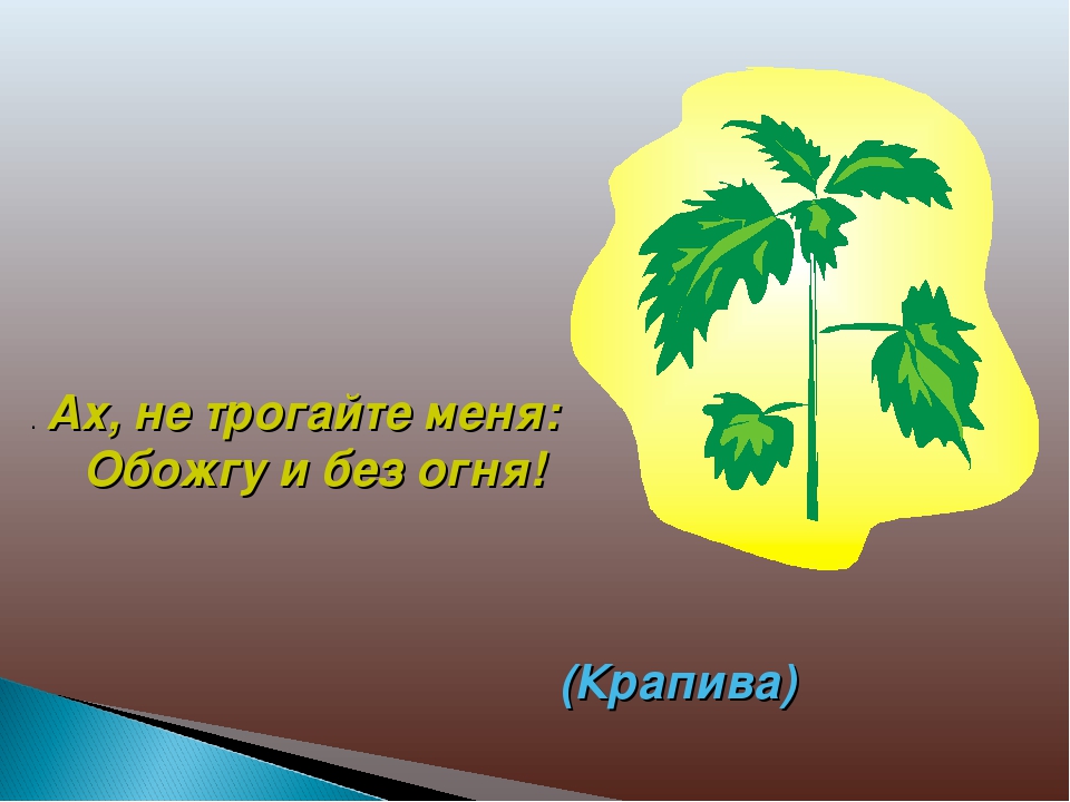 Презентация "Экскурсия в библиотеку"