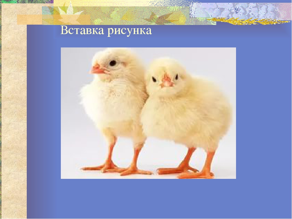 Презентация к конспекту "Домашние животные"