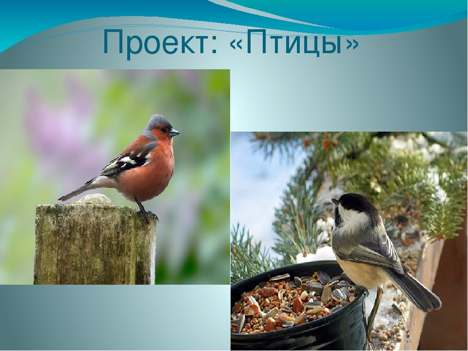Презентация проекта " Птицы"
