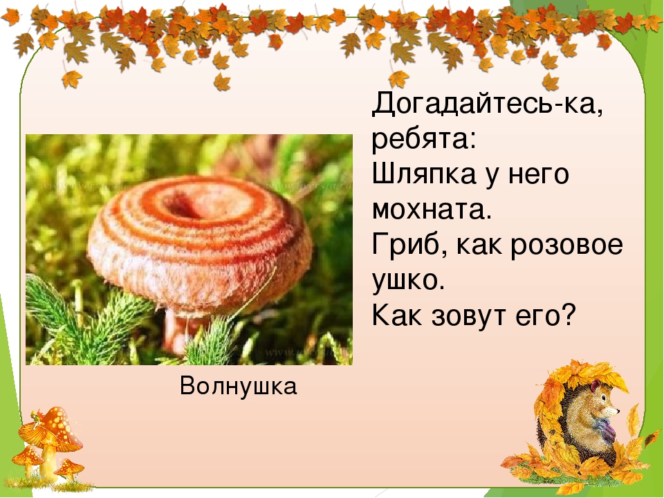 Загадки про грибы для детей. Загадки про грибы. Загадки про грибы короткие. Загадки про грибы для 2 класса. Интересные загадки о грибах.