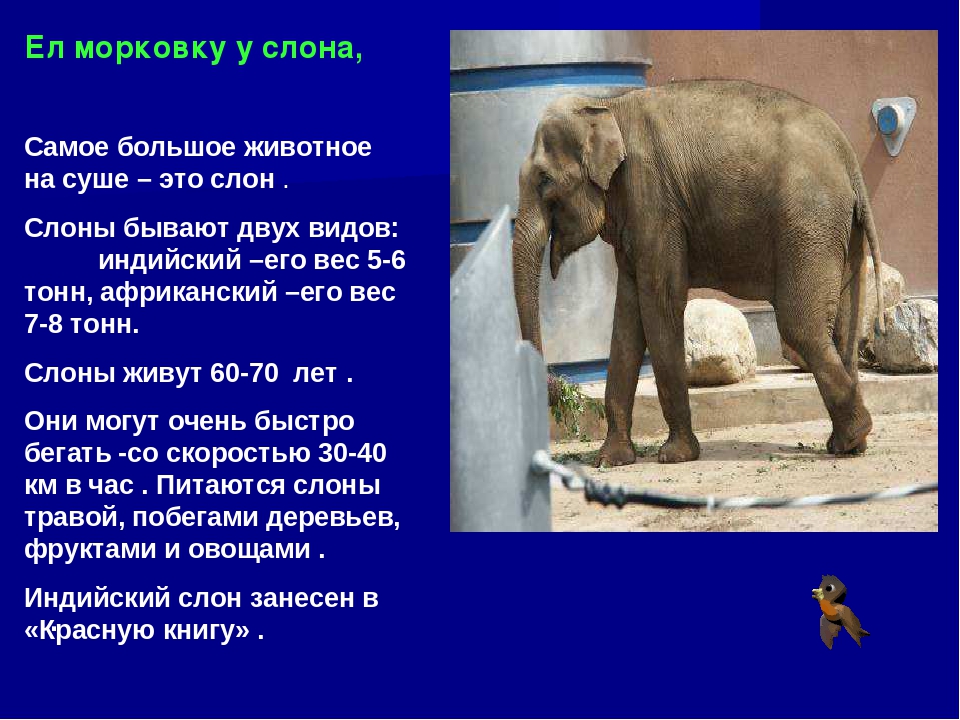 Презентация к занятию по окружающему миру в подготовительной группе "Зоопарк"