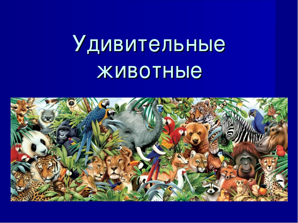 Презентация к занятию по окружающему миру в подготовительной группе "Зоопарк"
