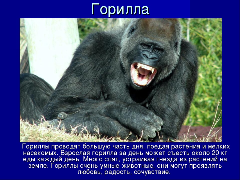 Презентация к занятию по окружающему миру в подготовительной группе "Зоопарк"
