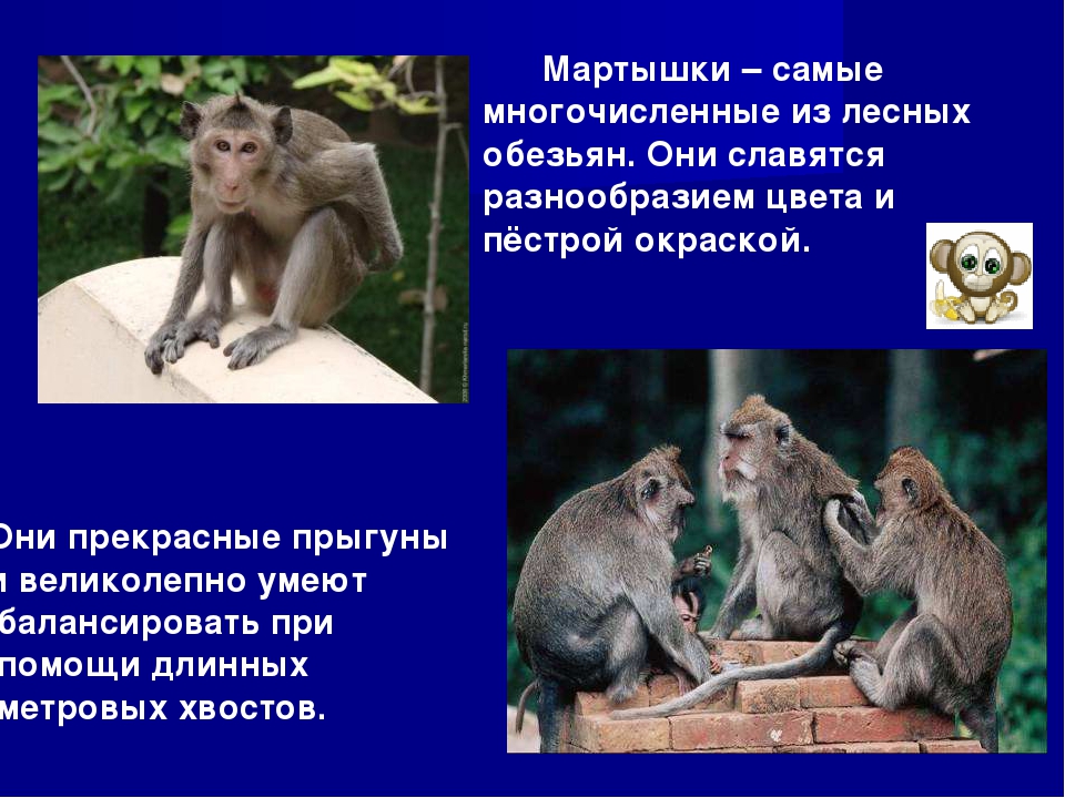 Презентация к занятию по окружающему миру в подготовительной группе "Зоопарк"