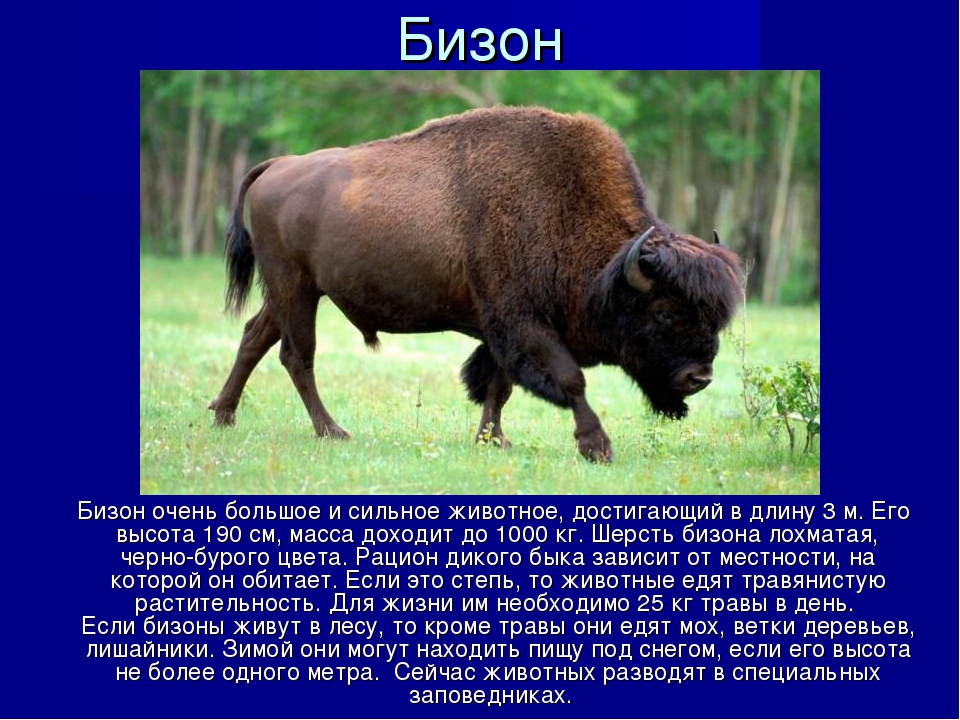 Какой тип питания характерен для бизона. Бизон обитает. Где живёт Бизон на каком материке. Бизон обитает в России. Где обитает Бизон на каком материке.
