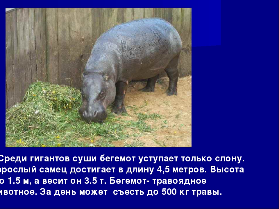 Презентация к занятию по окружающему миру в подготовительной группе "Зоопарк"