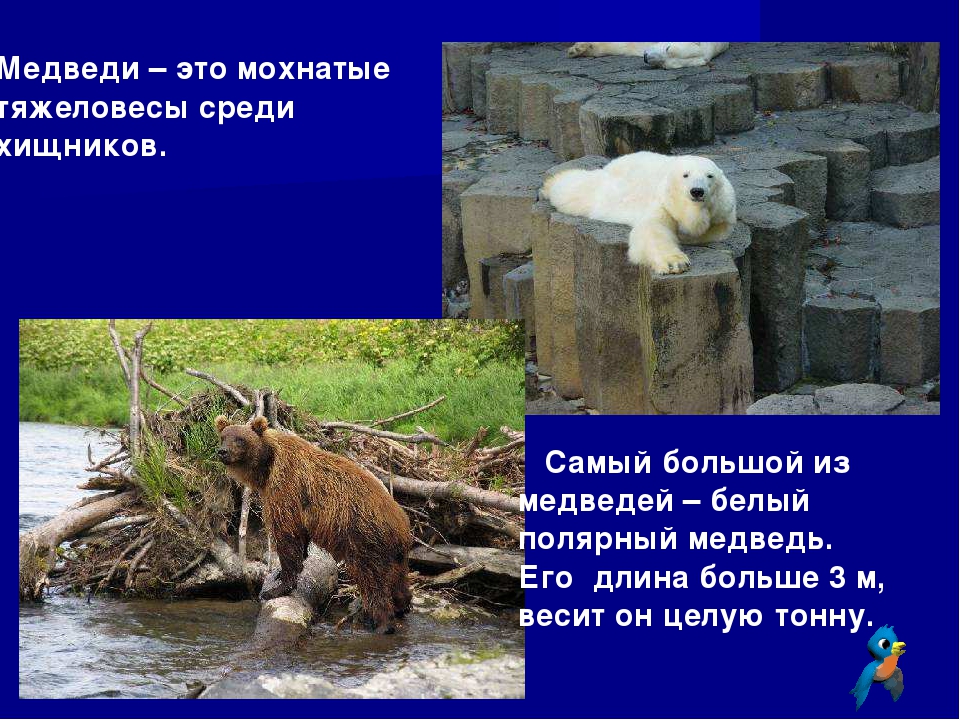Презентация к занятию по окружающему миру в подготовительной группе "Зоопарк"