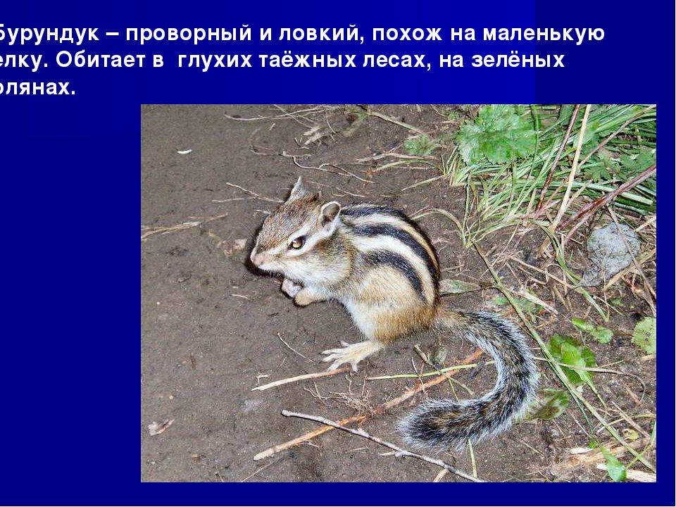 Презентация к занятию по окружающему миру в подготовительной группе "Зоопарк"