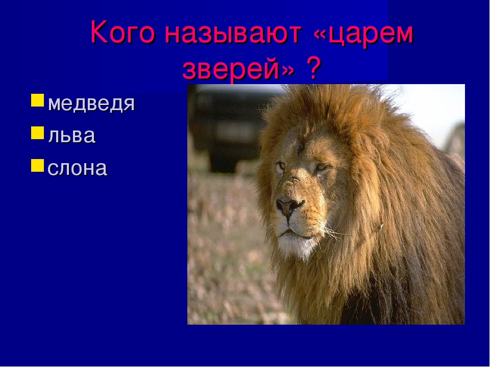 Презентация к занятию по окружающему миру в подготовительной группе "Зоопарк"