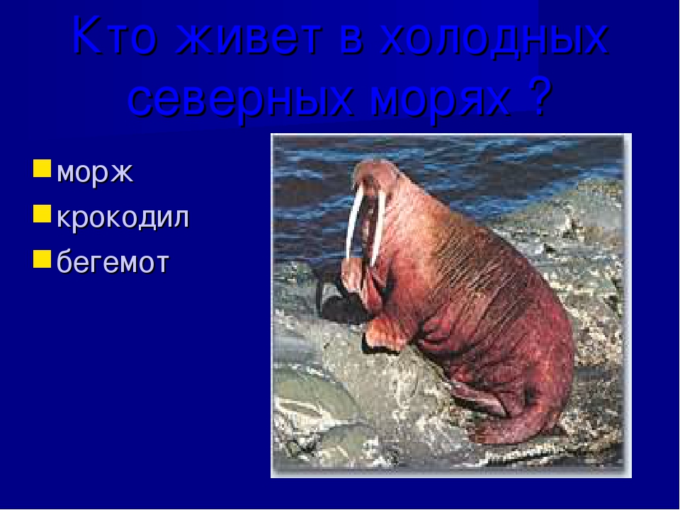 Презентация к занятию по окружающему миру в подготовительной группе "Зоопарк"
