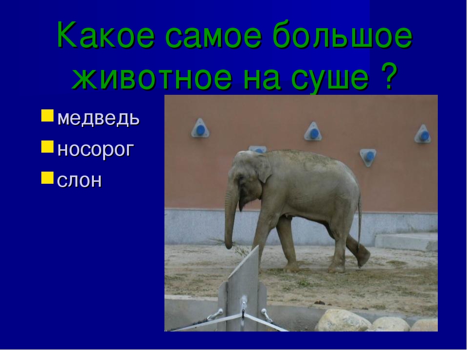 Презентация к занятию по окружающему миру в подготовительной группе "Зоопарк"
