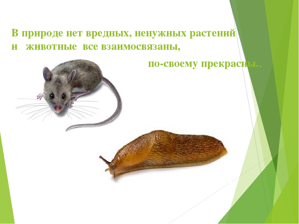 Презентация по экологии "Мы в ответе за нашу планету!"