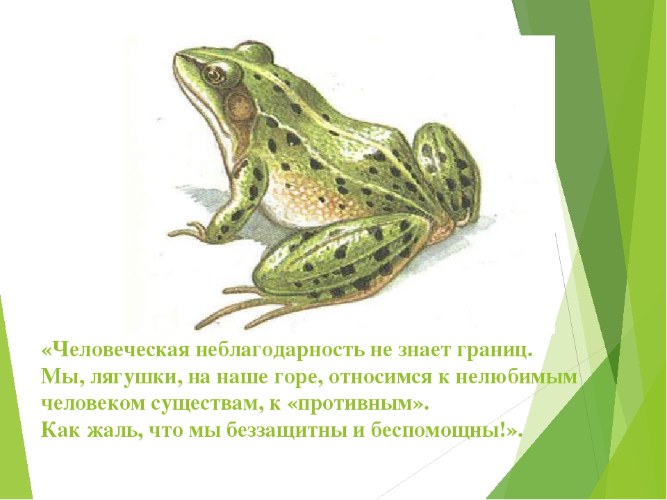Презентация по экологии "Мы в ответе за нашу планету!"