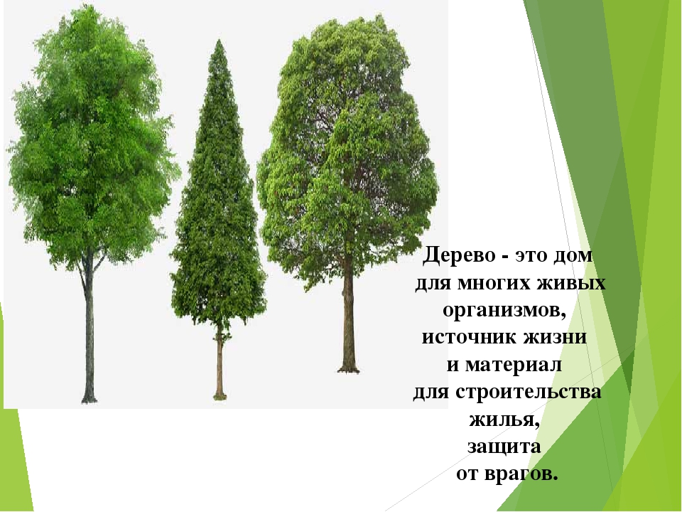 Презентация по экологии "Мы в ответе за нашу планету!"