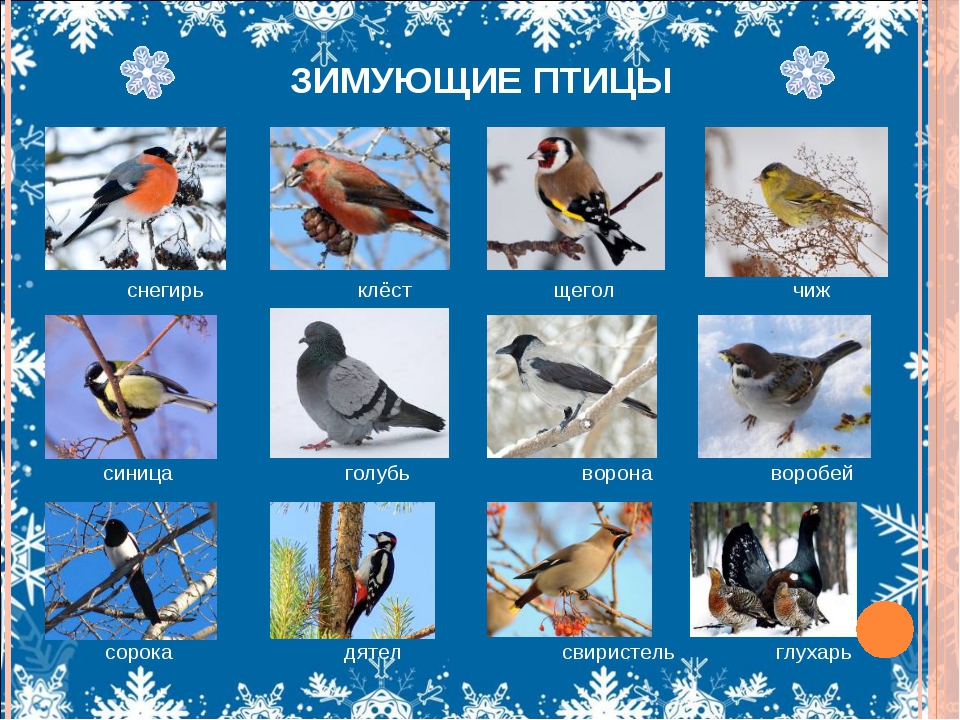 Презентация для детей дошкольного возраста на тему "Птицы зимой"